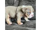 Bulldog Puppy for sale in Pensacola, FL, USA