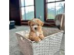 Poodle (Toy) Puppy for sale in Overton, TX, USA