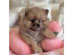 Pomeranian Puppy for sale in Kelso, WA, USA
