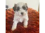 Shih-Poo Puppy for sale in Orlando, FL, USA