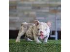 Mutt Puppy for sale in Hacienda Heights, CA, USA