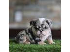 Bulldog Puppy for sale in Hacienda Heights, CA, USA