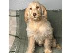 Labradoodle Puppy for sale in Lake Elsinore, CA, USA