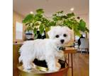 Maltese Puppy for sale in Chino, CA, USA