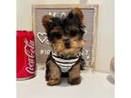 Yorkshire Terrier Puppy for sale in Chino, CA, USA