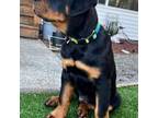 Rottweiler Puppy for sale in Gresham, OR, USA