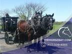 Percheron Driving Team