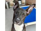 Adopt Rain a Pit Bull Terrier