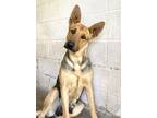 Adopt JULIET a German Shepherd Dog