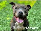 Adopt A533071 a Pit Bull Terrier