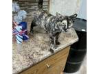 Adopt 1750 a Domestic Short Hair