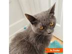 Adopt Precious Bear a Domestic Short Hair