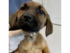 Adopt Chocoberry_6 a Black Mouth Cur