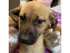 Adopt Tree Trunks_7 a Black Mouth Cur