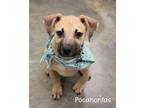 Adopt Pocahontas a Black Mouth Cur