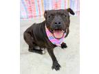 Adopt Basil a Pit Bull Terrier