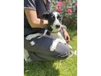 Adopt Jazz a Border Collie, Mixed Breed