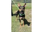 Adopt Stacey a Doberman Pinscher, Mixed Breed