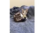 Adopt Clarice a Domestic Short Hair, Tabby