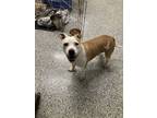 Adopt Twinkie a Pit Bull Terrier