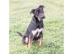 Adopt Alice a Rottweiler, Mixed Breed