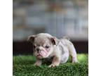 Bulldog Puppy for sale in Hacienda Heights, CA, USA