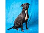 Adopt JUPITER a Pit Bull Terrier, Mixed Breed