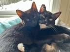 Adopt Jenny and Forest a Domestic Short Hair