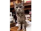 Adopt KATIE a Tabby