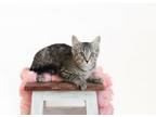 Adopt LEA NARDO a Domestic Short Hair