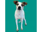 Adopt Frankie a Jack Russell Terrier