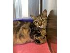 Adopt Harriet a Domestic Short Hair