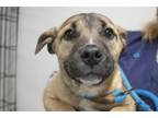 Adopt Spring a Shepherd, Black Mouth Cur