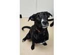 Adopt Ashley a Labrador Retriever, Mixed Breed