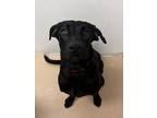 Adopt Mary Kate a Labrador Retriever, Mixed Breed