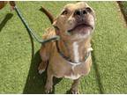 Adopt LILO a Pit Bull Terrier, Labrador Retriever