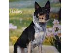 Adopt Harley a Australian Cattle Dog / Blue Heeler