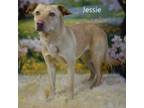 Adopt Jessie a Labrador Retriever