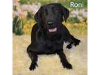 Adopt Roni a Black Labrador Retriever