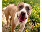 Adopt SYD* a Pit Bull Terrier