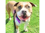 Adopt SYD* a Pit Bull Terrier