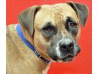 Adopt CHANELLA* a Pit Bull Terrier