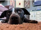 Adopt HORIZON* a Australian Cattle Dog / Blue Heeler