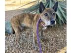 Adopt SHIVA a Australian Cattle Dog / Blue Heeler