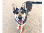 Adopt PIA a Australian Cattle Dog / Blue Heeler, Mixed Breed