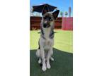 Adopt Juno a Husky, German Shepherd Dog