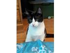 Adopt Clover Kay a Tuxedo, Domestic Short Hair