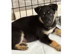 Adopt June a Shepherd, Australian Cattle Dog / Blue Heeler