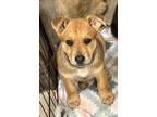 Adopt April a Shepherd, Australian Cattle Dog / Blue Heeler