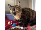 Adopt TINKERBELL a Tortoiseshell